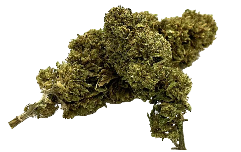 Amnesia - THCD 10% EKSTRA STÆRK