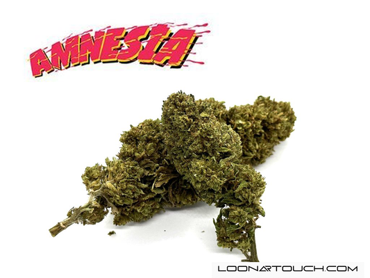 Amnesia - THCD 10% EKSTRA STÆRK